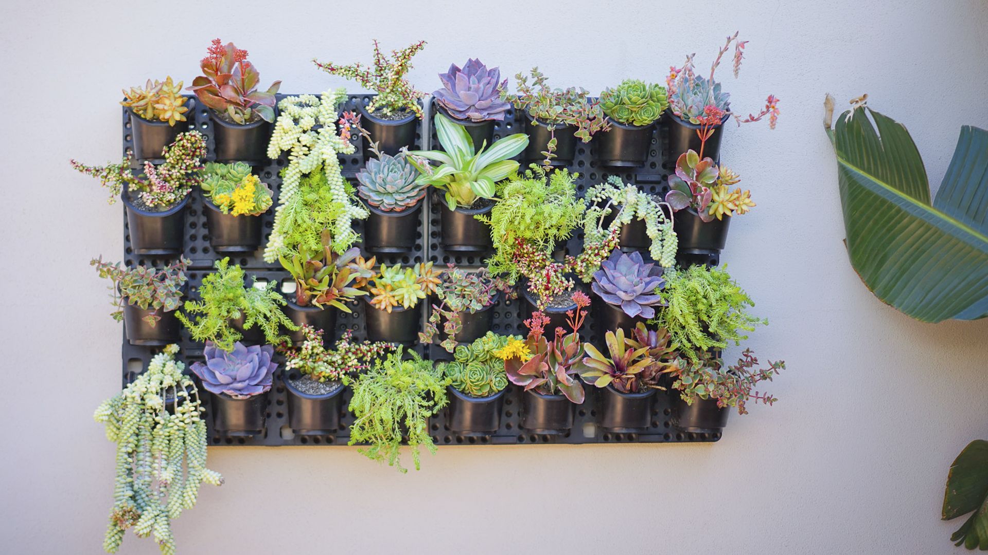 Vertical Succulent Garden
