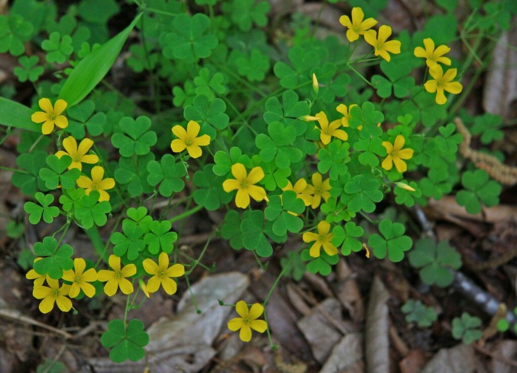 Yellow Wood Sorrel Or Oxalis Clover Like Leaves And Small Yellow Wood Sorrel Or Oxalis Clover Like Leaves And Small