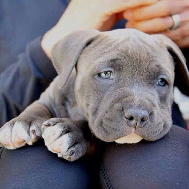 Blue Gray Pittie Puppy With Images Pitbull Puppies Puppies