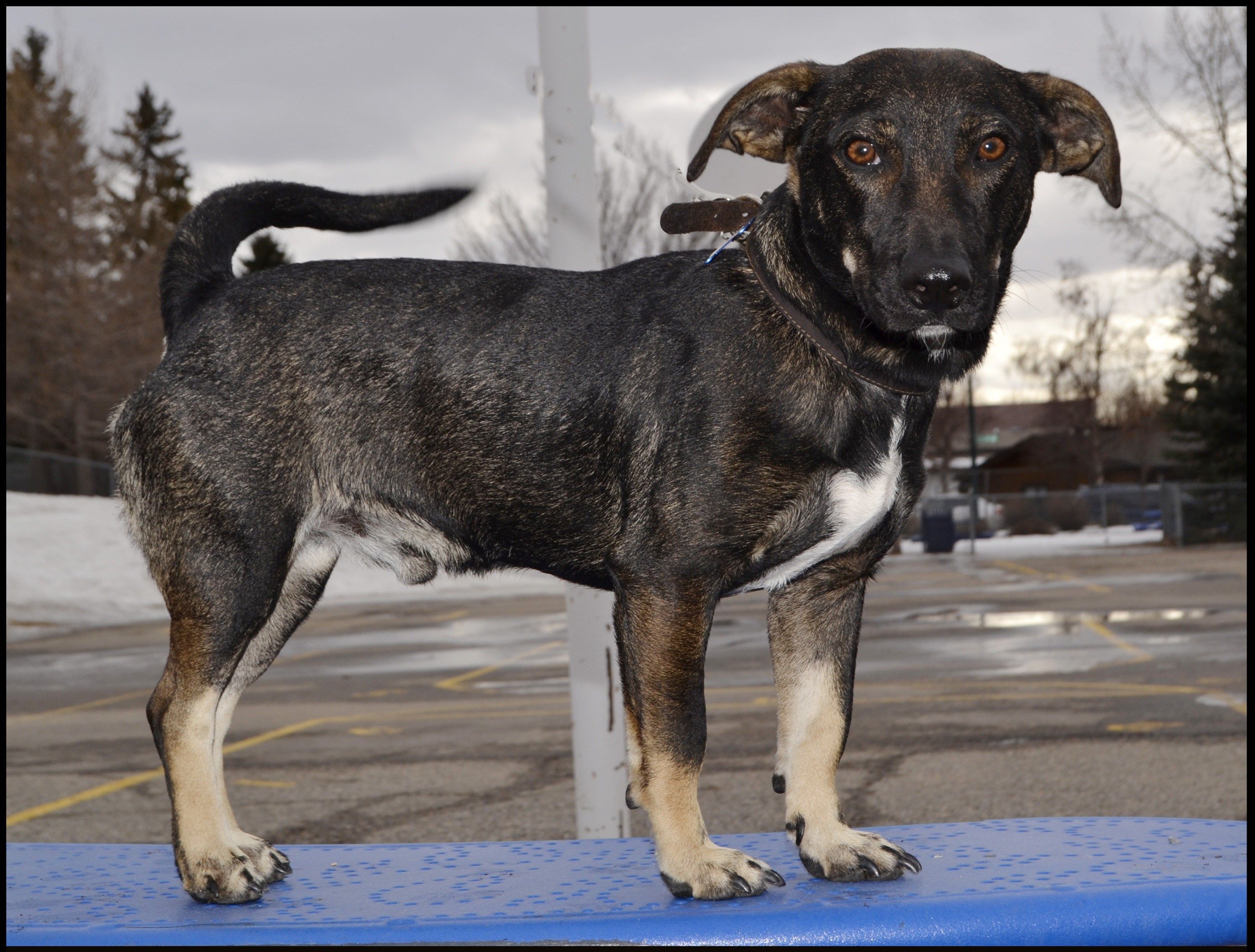 Take Me Home Thursdays Rescue Animals Of The Week Pedro