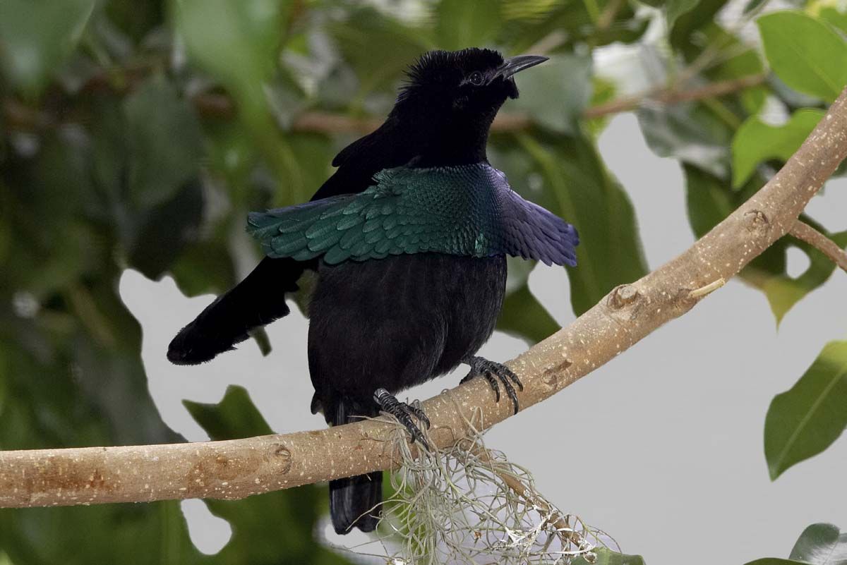 Un nouvel oiseau de paradis, identifié grâce à sa somptueuse parade Le printe...