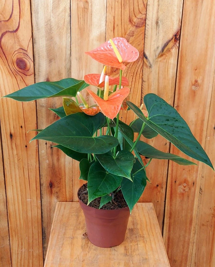Muda de Antúrio Laranja Pote 15 O Anthurium andraenum é uma planta originária da América do Sul e Central. Existem na natureza mais de 900 espécies de Antúrios. Aquela estrutura cordiforme geralmente vermelha (que hoje pode ser vista em diversos outros tons, como rosa claro, branco, laranja, rosa escuro e até mesmo preto) que a maioria das pessoas acredita ser uma flor é uma inflorescência. Trata-se de um conjunto formado pela espádice, um tipo de espiga, onde brotam as verdadeiras e pequenas Products, Pottery Vase, Vertical Vegetable Gardens, Dark, Orange, Shades, Succulents, Plants, Gadget