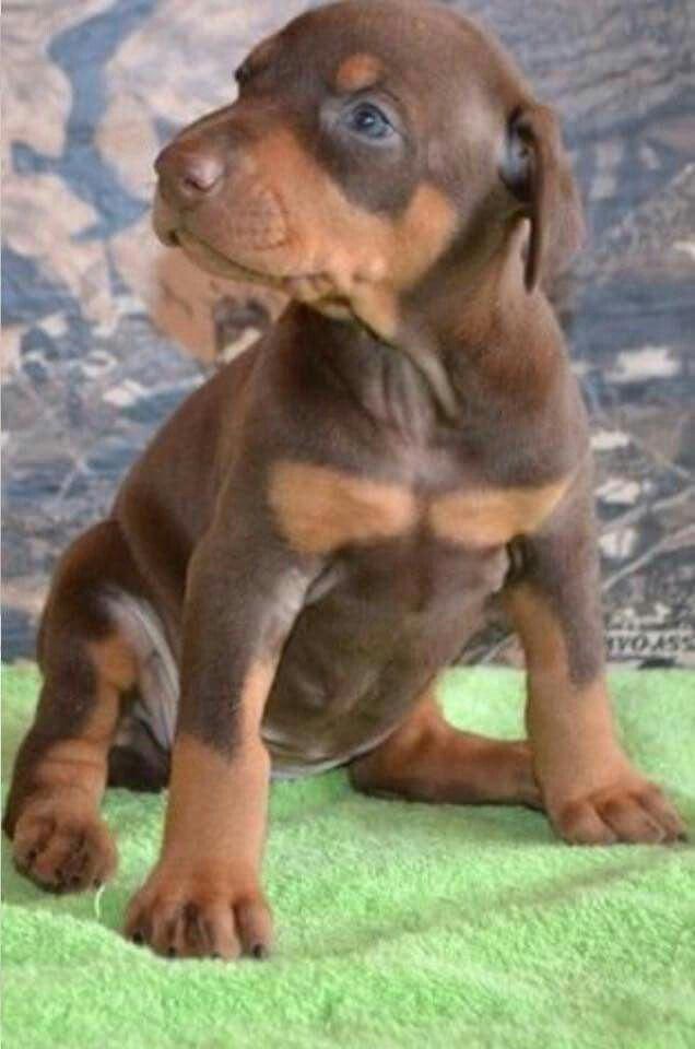 Doberman Pinscher Facts Doberman Pinscher Doberman Pinscher