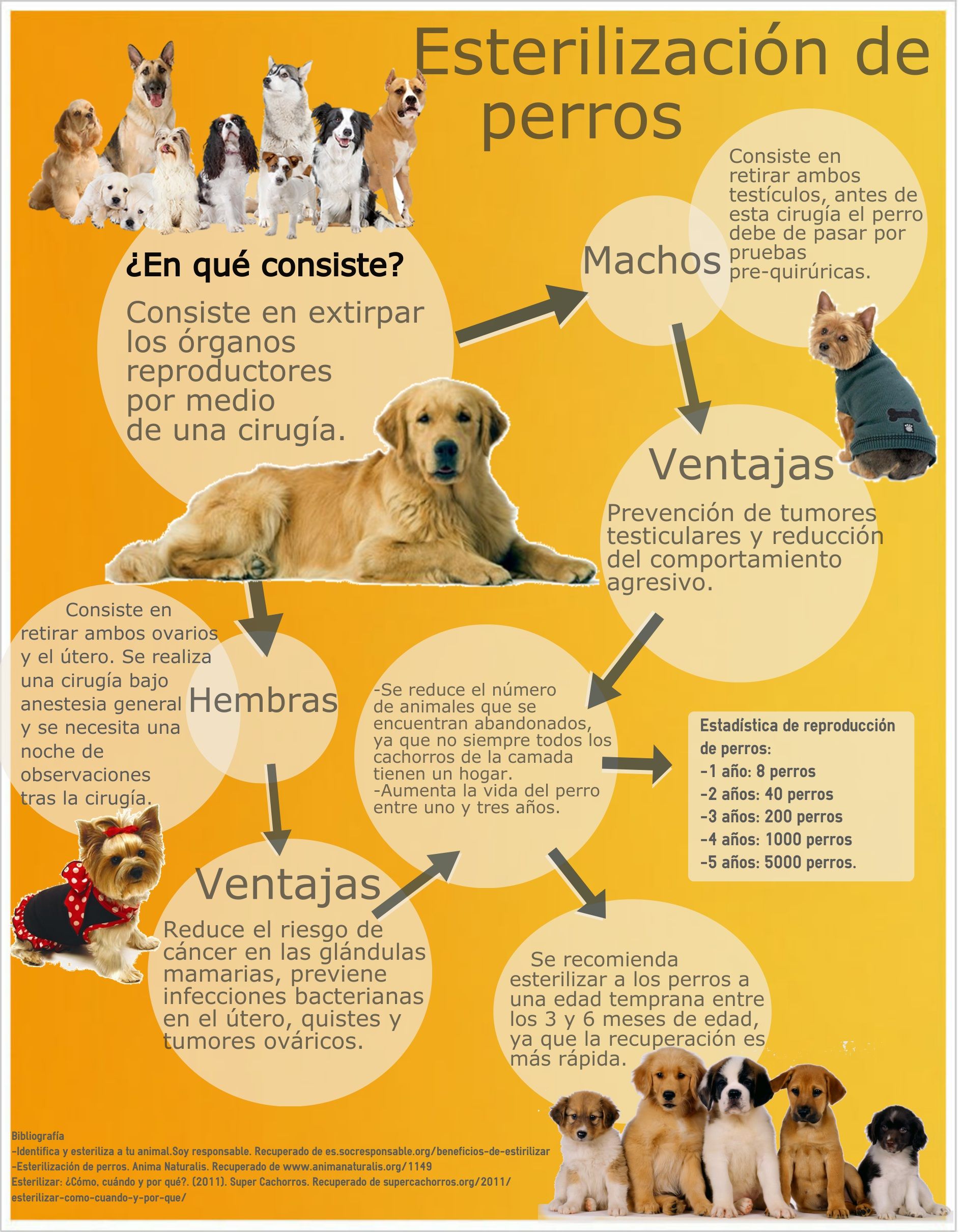 7 Ideas De Compañeros De Vida Mascotas Adoptar Refugio De Animales