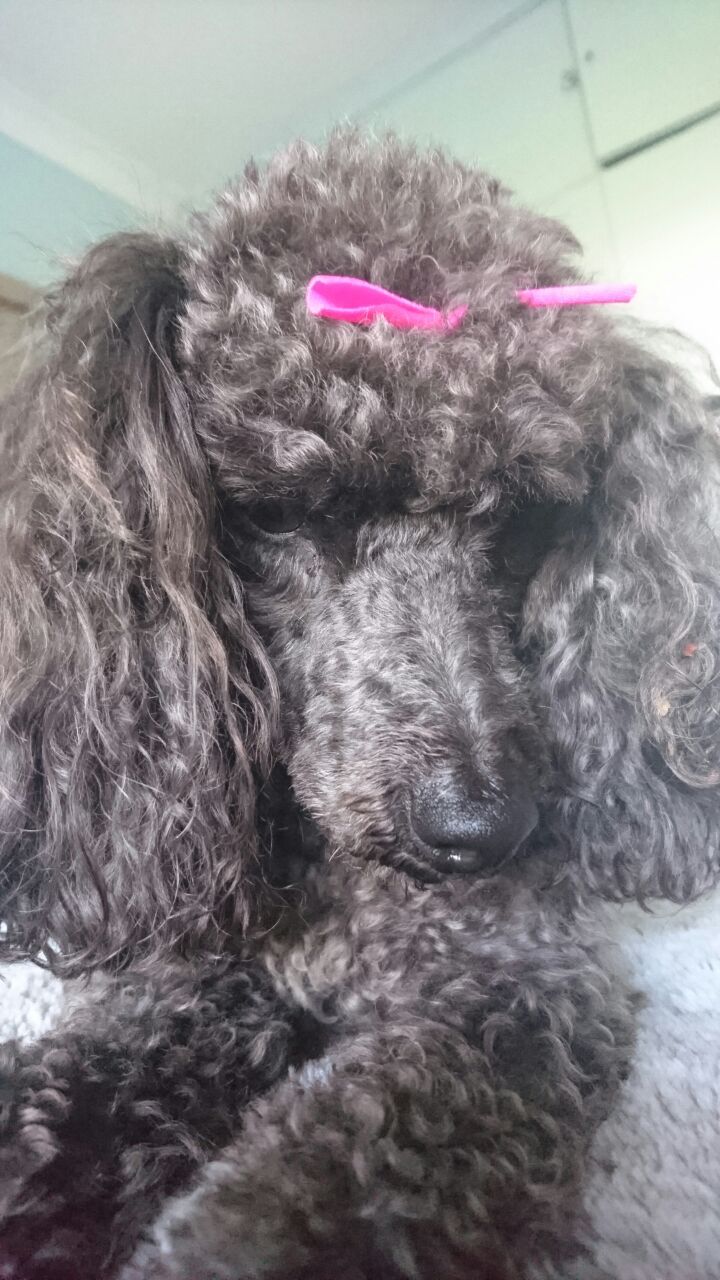 My Beautiful Pollyanna Poodle French Poodles She Girl