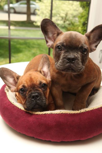 French Bulldog Puppies Bulldog Puppies French Bulldog French