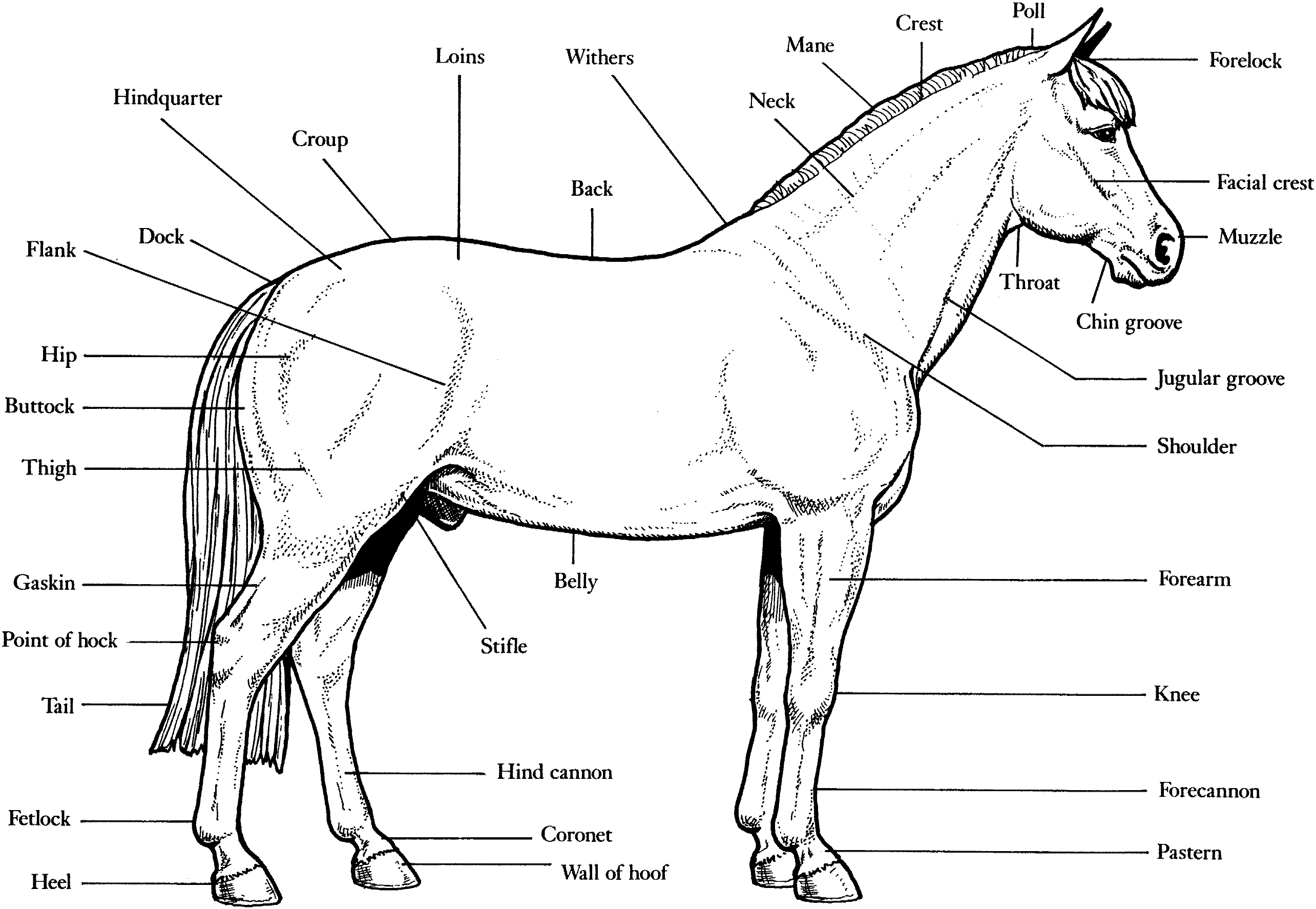 Anatomy Coloring Pages Animal Coloring Pages Of 18508 - Anatomy Coloring Pages Animal Coloring Pages Of 18508