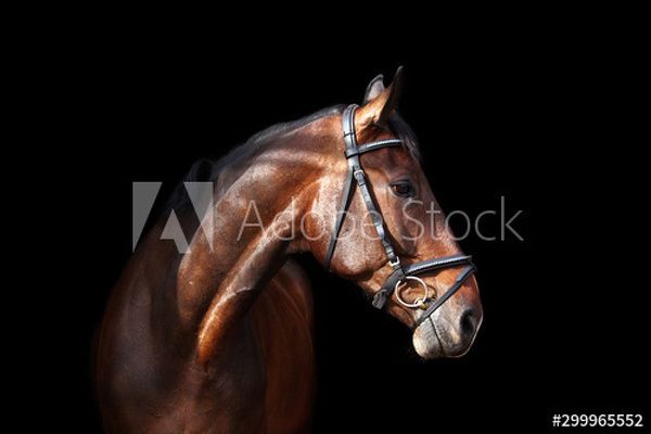 Dostosuj obraz | Wybierz obraz | Obrazy na płótnie, fototapety i fotoobrazy - do salonu, sypialni.. Horse Portrait, Brown Horse, Stock Images, Stock Photos, Black Backgrounds, Horses, Products, Horse, Gadget