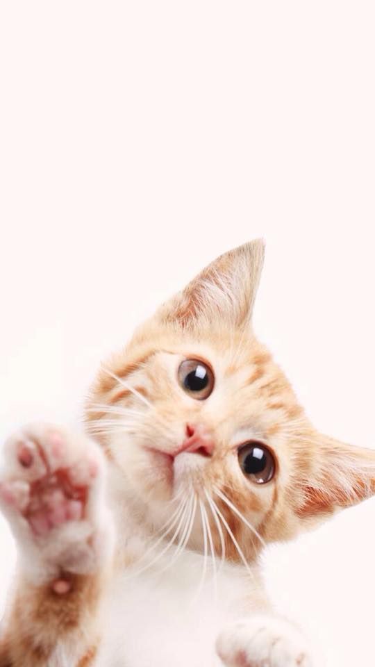 Belle Et Douce Soiree Les Petits Rouquins Les Ptits Rouquins Kitten Wallpaper Cat Wallpaper Dog Tumblr