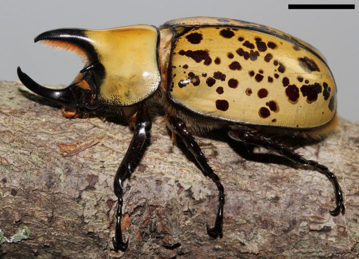 These 10 Bugs Found In Louisiana Will Send Shivers Down Your Spine Hercules Beetle Beautiful Insects Bugs These 10 Bugs Found In Louisiana Will Send Shivers Down Your Spine Hercules Beetle Beautiful Insects Bugs