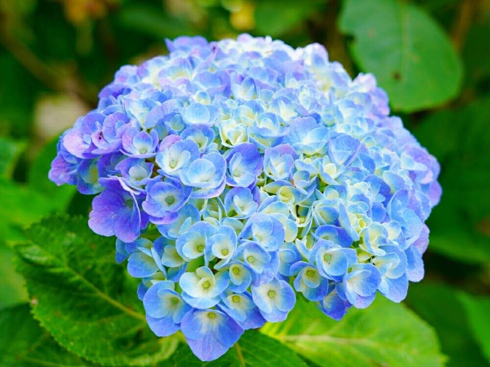 小さな庭の投稿画像 by misaoiさん｜花のある暮らしと花のある暮らし (2019月6月8日)｜🍀GreenSnap（グリーンスナップ）｜🍀GreenSnap（グリーンスナップ）