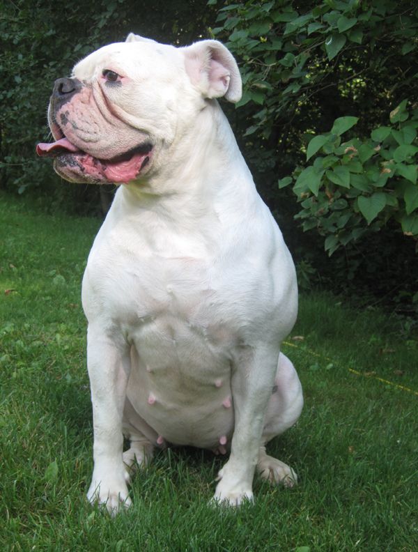 American Bulldog American Bulldog Certified Therapy Dog