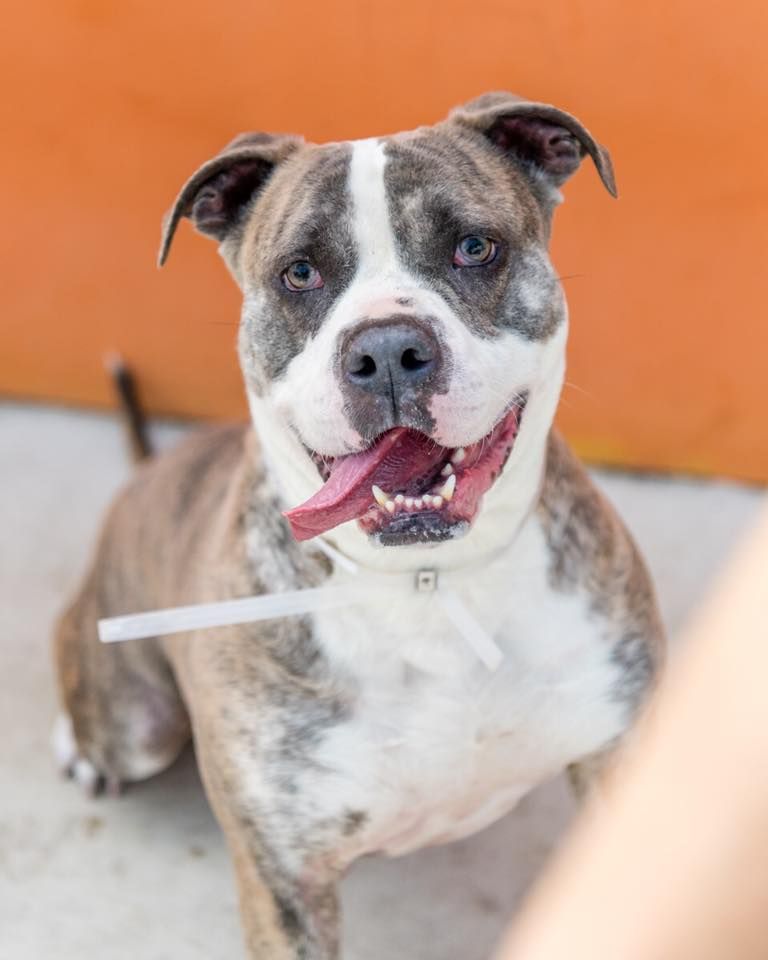 This Is Nala A1915821 A Female Brown Brindle And White American