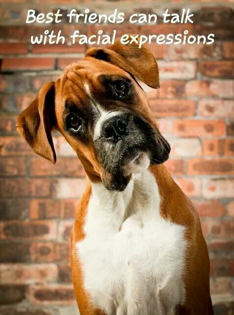 So You Want Me To Pose Like This 8 52 Boxer Dog Quotes Boxer so-you-want-me-to-pose-like-this-8-52-boxer-dog-quotes-boxer