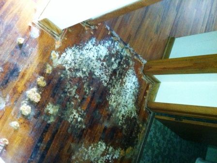 urine stains scratches floor belief persistent sanding