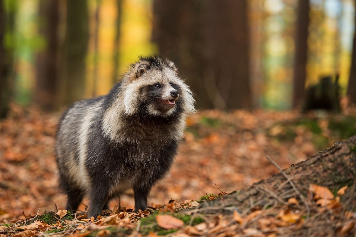 タヌキ Raccoon Dog タヌキ 動物 写真 野生動物