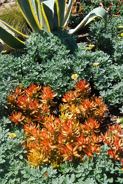 Sedum nussbaumerianum ~ Brilliant Orange Sedum | Sedum ...