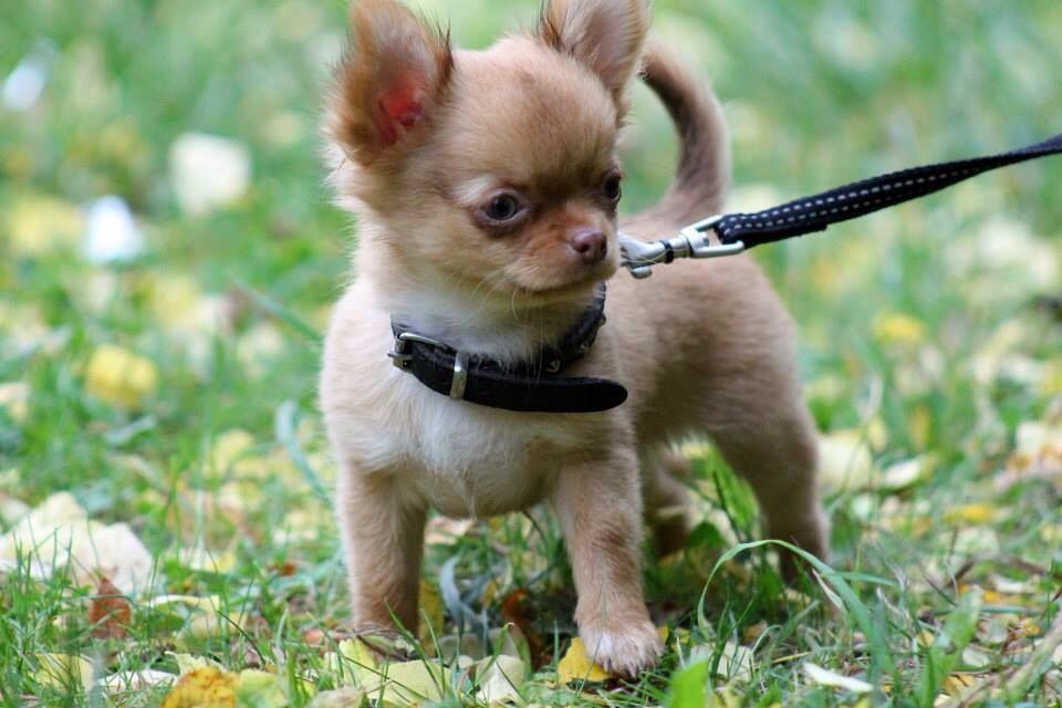 Pin By Mae B Demented On Maminals Chihuahua Puppies