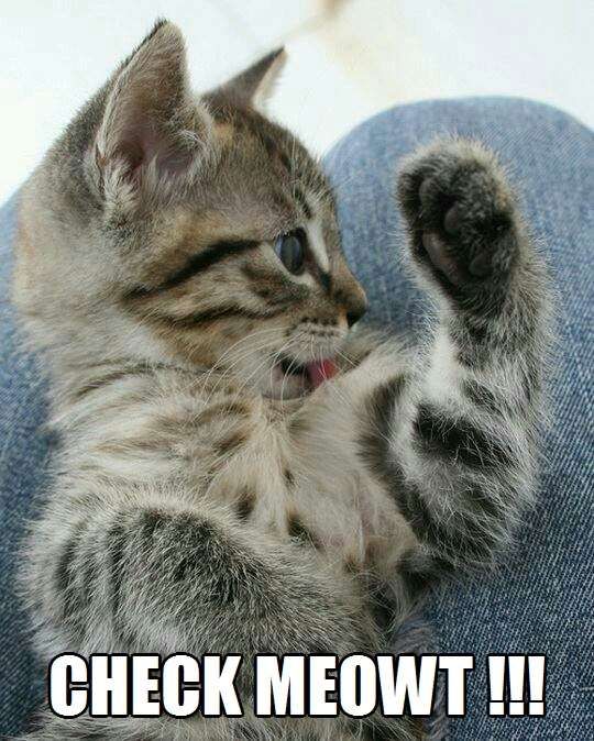 I always got A's in Gym! | Cute funny animals, Crazy cats, Cute animals