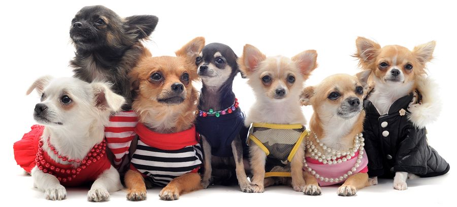 Best Dog Food For Chihuahua Chihuahua Dogs Chihuahua Clothes