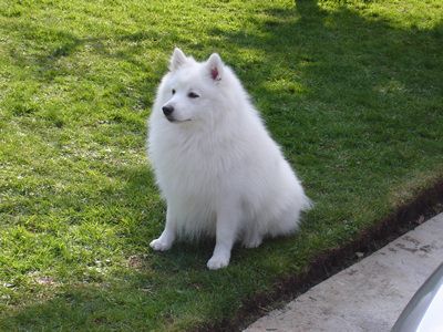 If I Ever Get A Dog It Will Be A Spitz Dogs Japanese Spitz