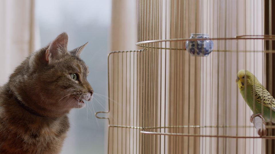 I Tawt I Taw A Puddy Cat Freeview Partners With Channel 4 To