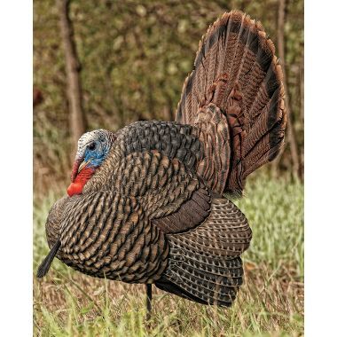 zink avian x strutter turkey decoy at cabelas turkey hunting zink avian x strutter turkey decoy at cabelas