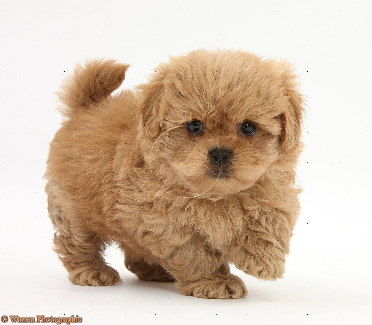 Peekapoo I Wish Gino Could Have Stayed This Small Still Love Him