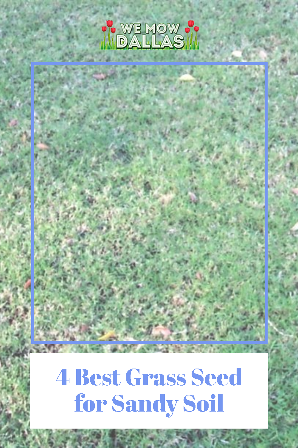 Best Grass Seed For Sandy Soil In Nc 4 Best Grass Seed for Sandy Soil Best Grass Seed, Grass Seed Types