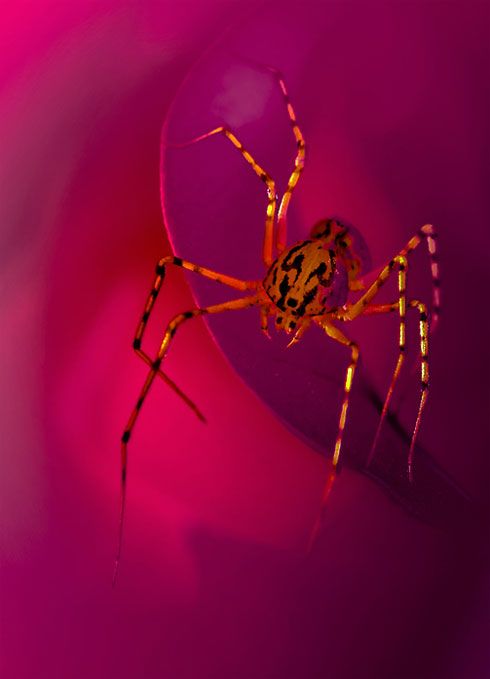 Epingle Par Caro Cocci Sur Araignee L Artiste Des Toiles Araignee La Vie En Rose Araignee Du Soir Epingle Par Caro Cocci Sur Araignee L Artiste Des Toiles Araignee La Vie En Rose Araignee Du Soir