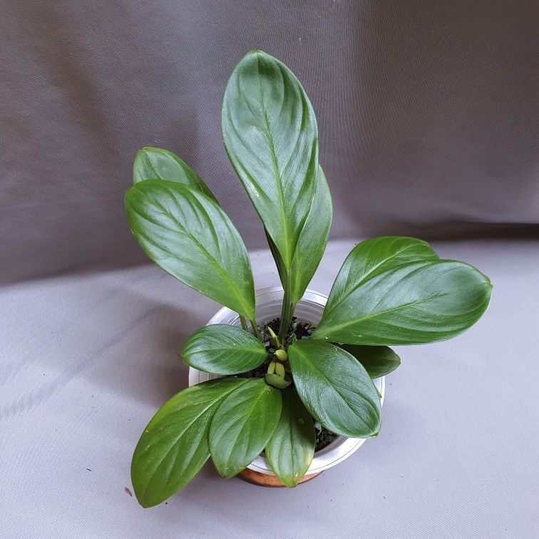 For more information, please contact us by Whatsapp: +62 895-3852-60427 Instagram: Happyplantnursery Facebook: cok golok plant Website: happyplantgroup.com #terrarium #terrariumdesign #paludarium #paludariumdesign #vivarium #mist #rareplant #exoticplant #plant #tropicalplant #plant #indoorplant #plants #aroids #urbanjungle #happyplantnursery #homalomena #happyplantgroup Rare Plants, Exotic Plants, Tropical Plants, Green Galaxy, Sumatra, Vivarium, Plant Nursery, Begonia, Terrarium