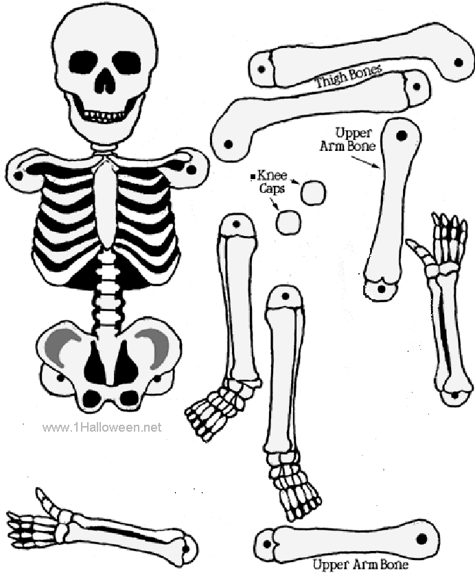 Pin By Kristopher Knittel On Kids Skeleton Craft Printables Skeleton Use Brads To Match Math Vocabulary Definition Equation Solution Etc
