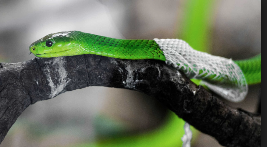 No Matter How Many Times A Snake Sheds Its Skin It Will Always Be A Snake How Are You Feeling Surviving Infidelity Love Psychic