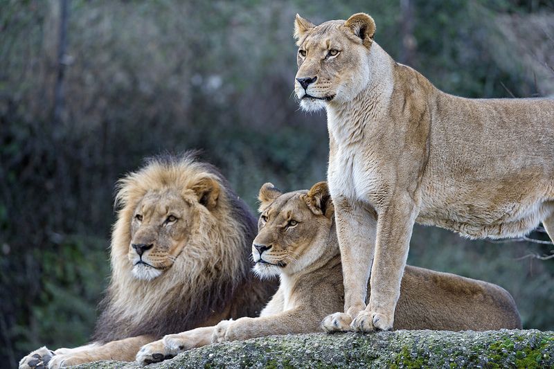 Pin on Wildlife