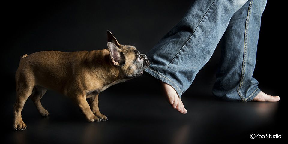 The French Bulldog Ruby Says Come This Way Dad Zoo Studio