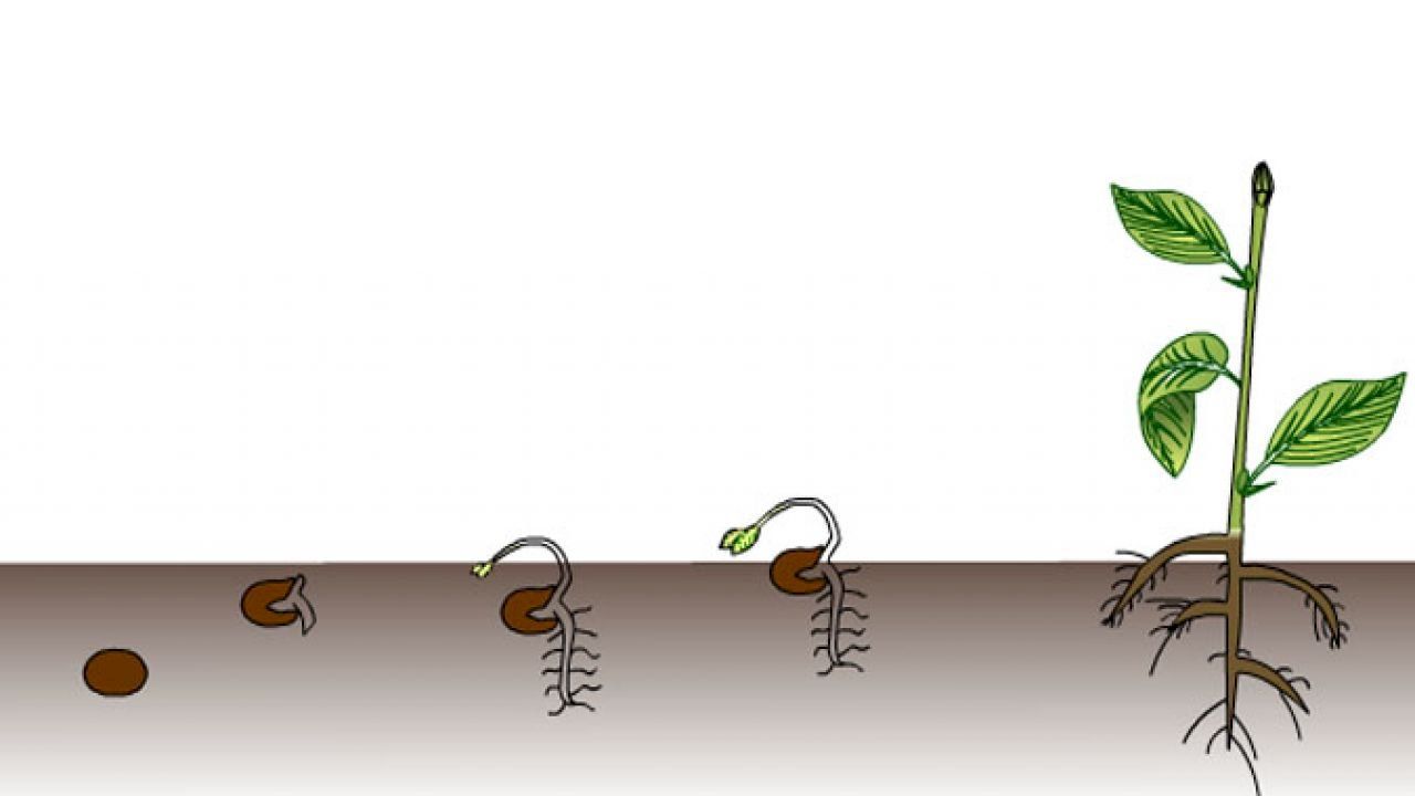 مراحل الإنبات Germination