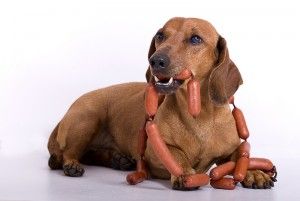 Homemade Dog Food For Diabetic Dachshunds Homemade Dog Food For Diabetic Dachshunds