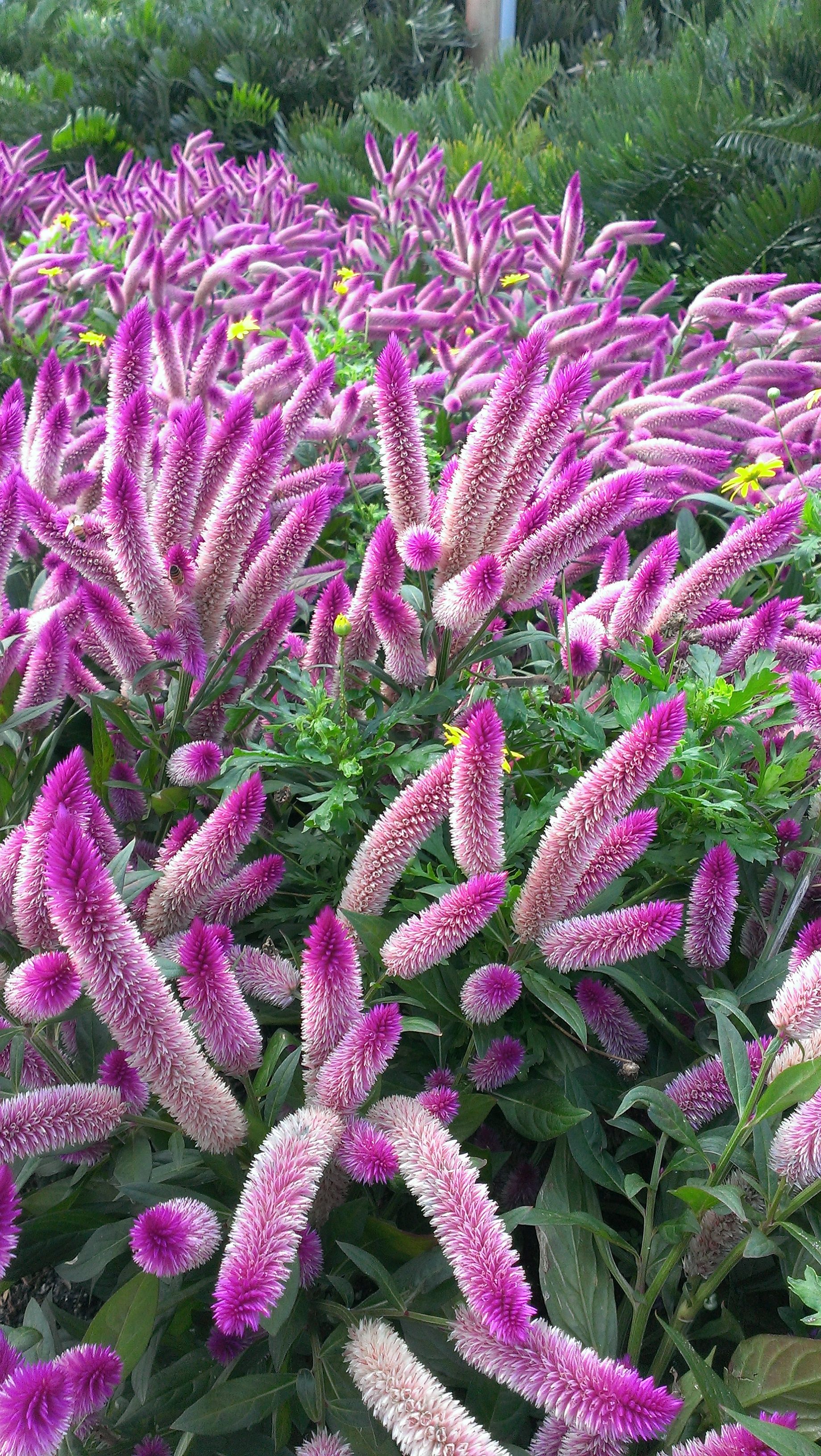 Flamingo Scomb Celosia Ata Are Known For Their Graceful Flamingo Scomb Celosia Ata Are Known For Their Graceful Rosy Pink Flower Spikes On 3 To 4 Foot Stems Easy Grow They Re Great Drying