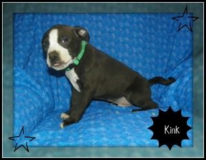 Pin On Possible Pups 3