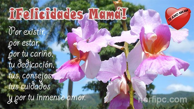 ¡Felicidades Mamá! Por existir, por estar, por tu cariño, tu dedicación, tus consejos, cuidados y por tu inmenso amor Quotes For Kids, Kids And Parenting, Parents, Frases, Mother's Day, Quotes Children, Flower Photos, Te Amo, Dads