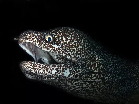 spotted eel paradise reef