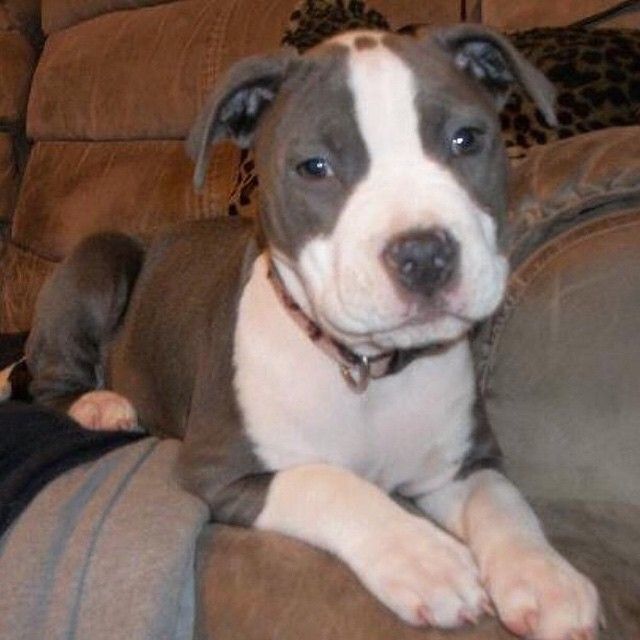 When Is The Best Time To Train A Dog When Is The Best Time To Train A Dog