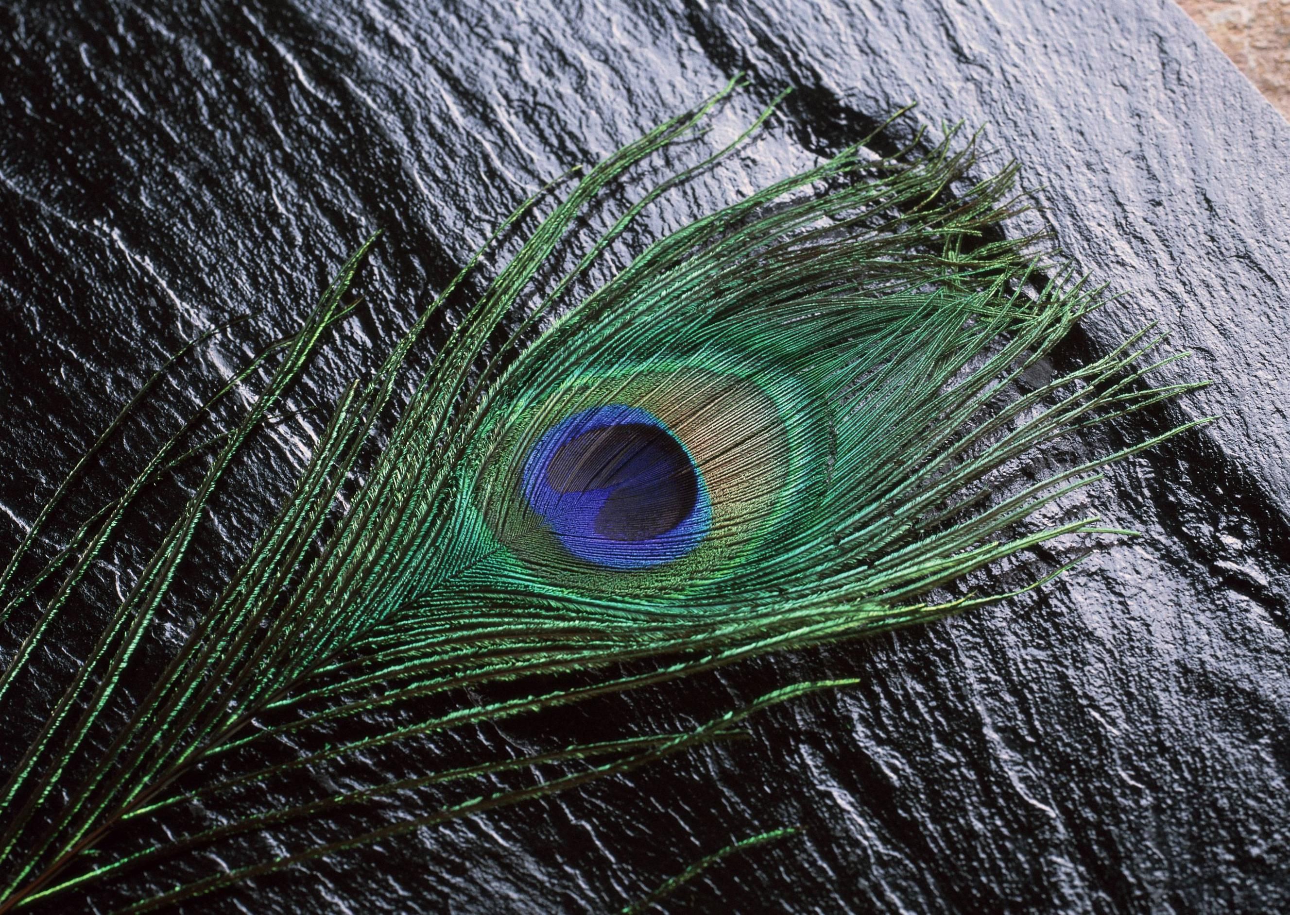 Images For 3d Peacock Feather Wallpaper Images For 3d Peacock Feather Wallpaper