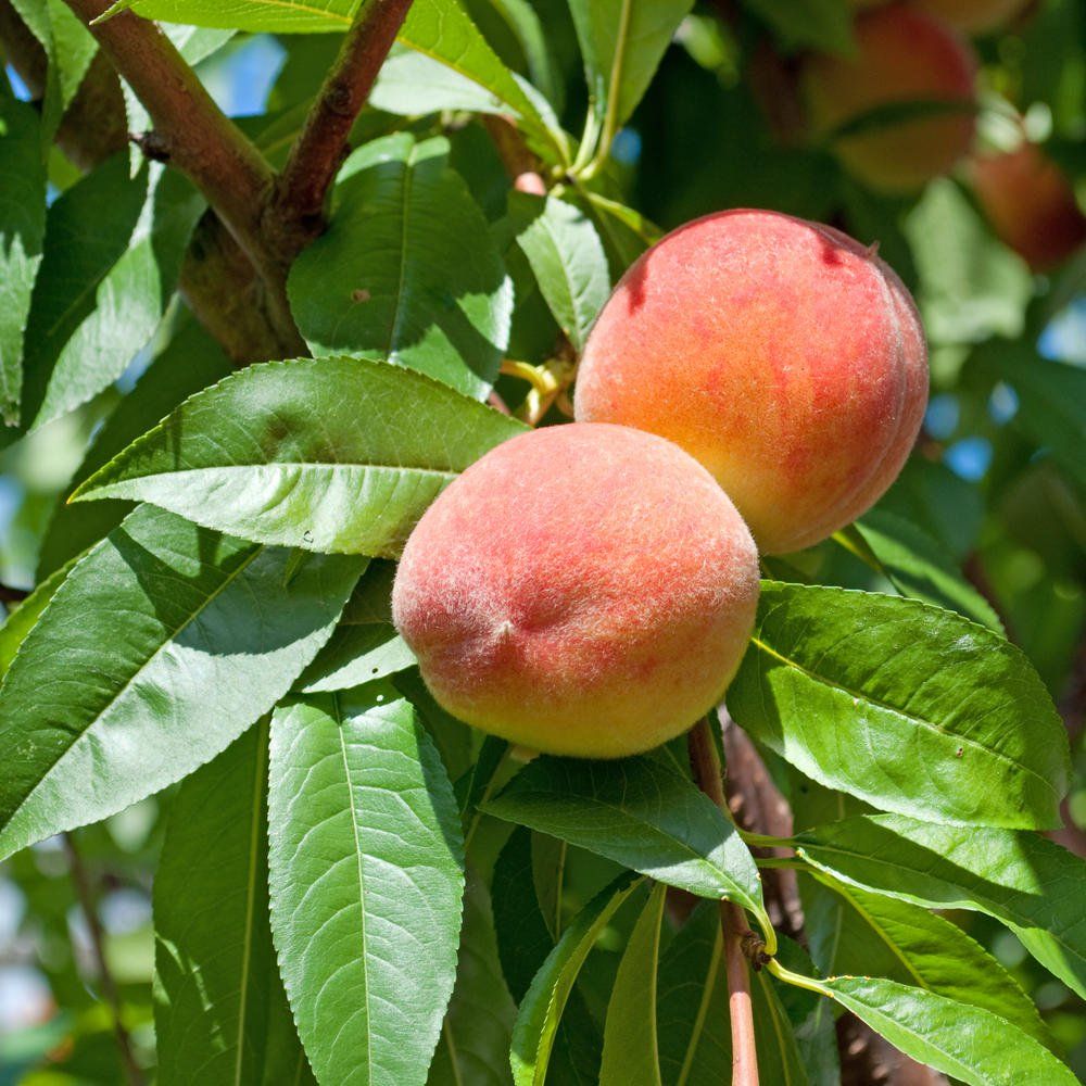 Pfirsichbaum Garten Erntezeit für Pfirsiche | Pfirsich, Pfirsichbaum, Garten pflanzen