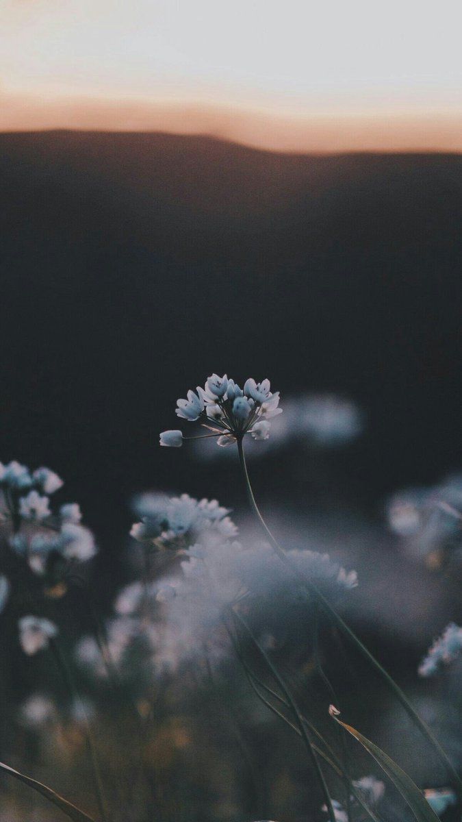 JAηηA ❀ on Twitter JAηηA ❀ on Twitter