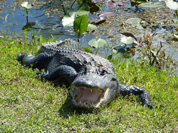 Everglades National Park Biking The Scenic Shark Valley Trail