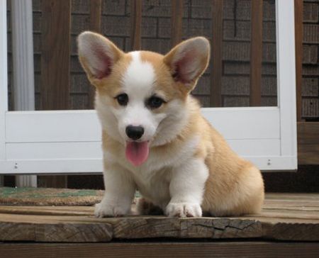 Baby Corgi 3 Just Corgis Cute Corgi Welsh Corgi Puppies