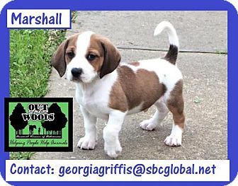 Adopted Little Rock Ar Beagle Foxhound Mix Meet Marshall