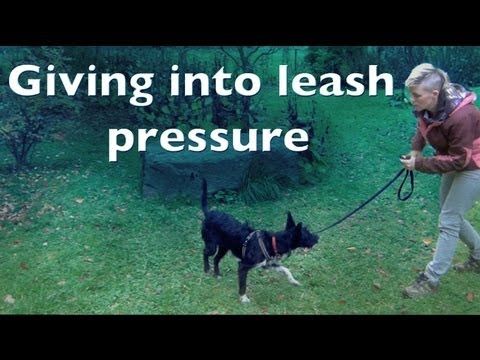 Giving Into Leash Pressure Clicker Dog Training Shy Reactive Dogs