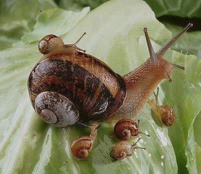Snail Family Animaux Les Plus Mignons Animaux Nature Escargot Snail Family Animaux Les Plus Mignons Animaux Nature Escargot